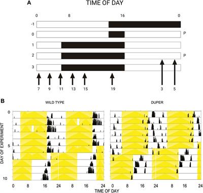 Neuroendocrine effects of the duper mutation in Syrian hamsters: a role for Cryptochrome 1